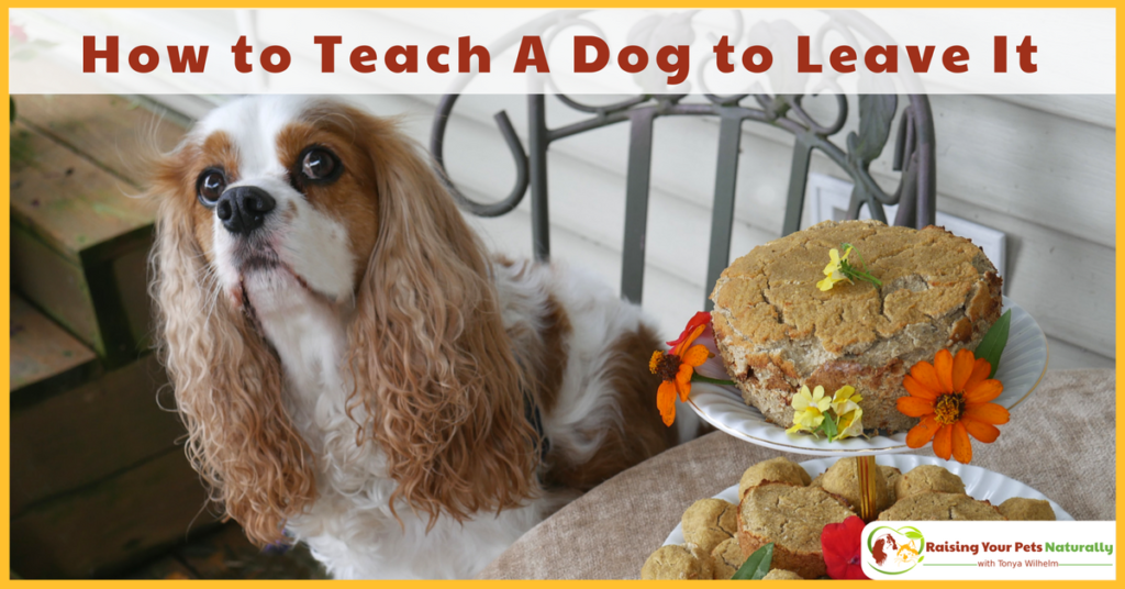Learn how to teach a dog to leave it. Teaching your dog to leave it or ignore something on your cue can be lifesaving. #raisingyourpetsnaturally