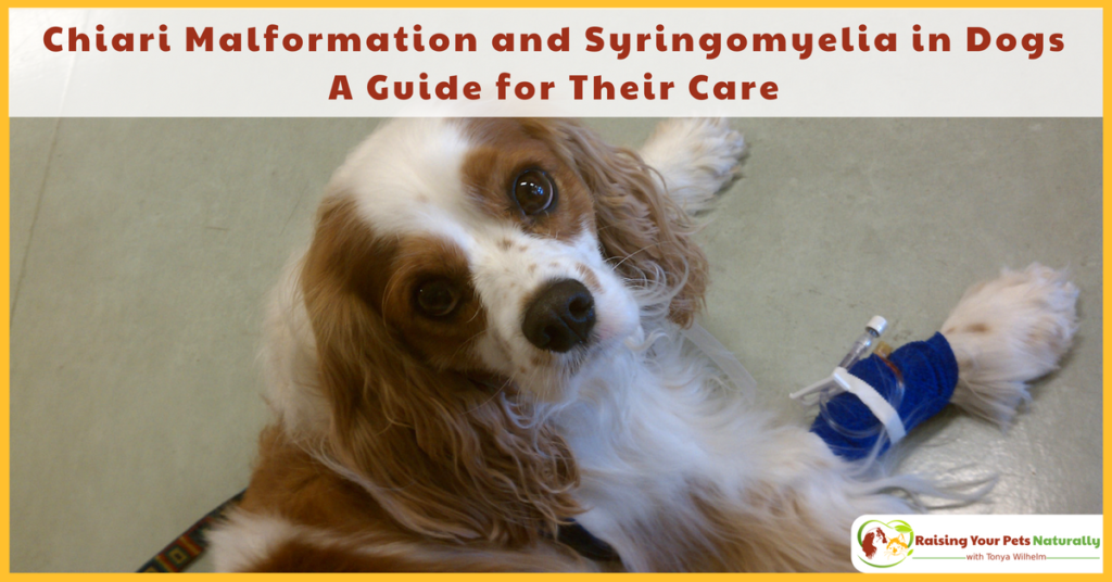 Chiari Malformation and Syringomyelia in Dogs. A Guide for Their Care and Treatment. #raisingyourpetsnaturally