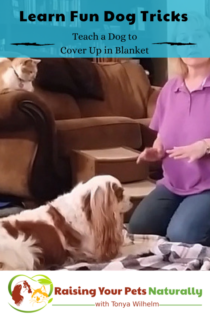 Cool dog tricks to teach your dog. How to teach your dog to roll over in a blanket. #raisingyourpetsnaturally #positivedogtraining #dogtricks #trickstoteachyourdog #dogtrickvideos #dogtrainingvideos #rollover