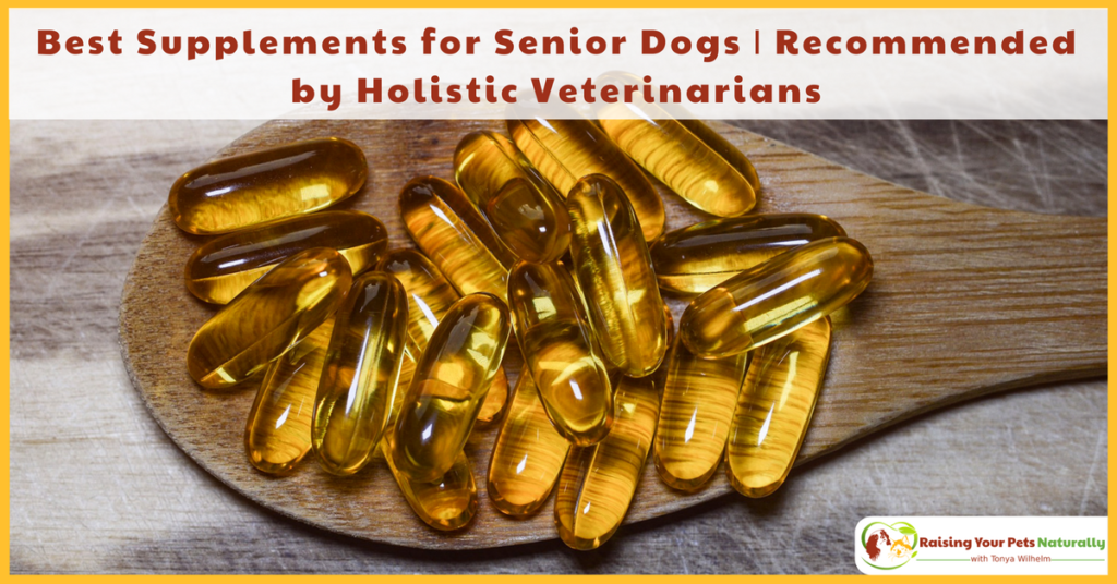 Supplements for Dogs, Especially Senior Dogs! I spoke with two of Dexter's holistic veterinarians on the best supplements for dogs. Click to read their dog supplement recommendations. #raisingyourpetsnaturally