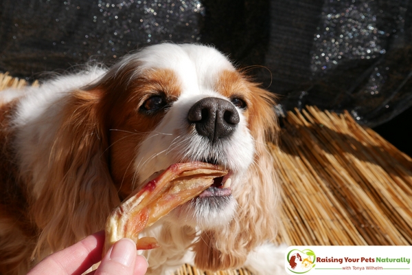 Best Dog Bones for Dogs. Healthy Companion Company's Dog Chicken Feet and Duck Feet for Dogs Review. #raisingyourpetsnaturally