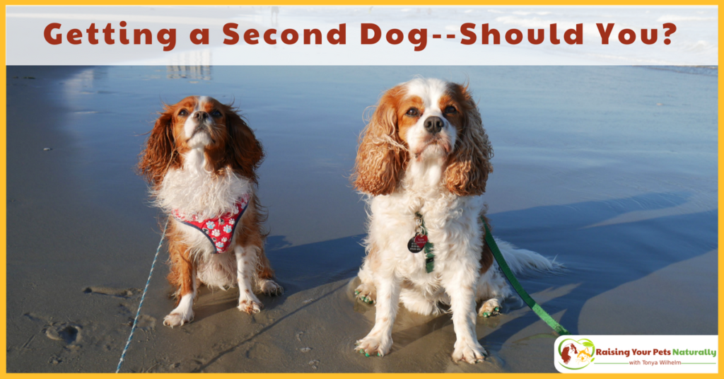 Getting a second dog. Should you? Here are some things to consider when adding or adopting an second dog. #raisingyourpetsnaturally
