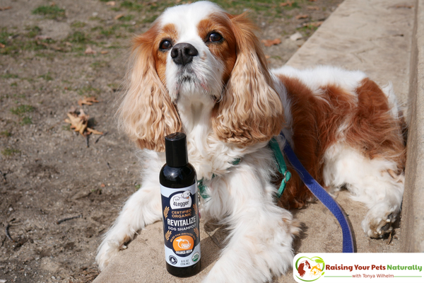 USDA Certified Organic Dog Shampoo with Organic Aloe Juice and Organic Essential Oils by 4-Legger. Organic Neem Dog Shampoo Review #raisingyourpetsnaturally