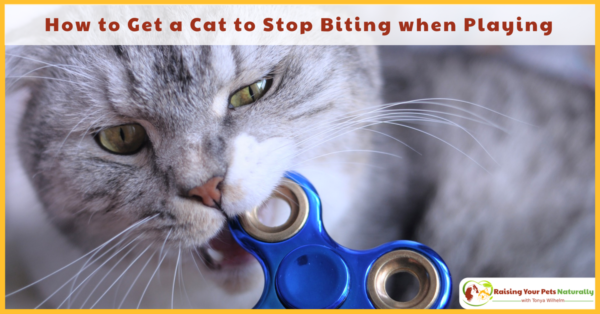 Why Does My Cat Bite Me During Play? | How To Get A Cat To Stop Biting ...