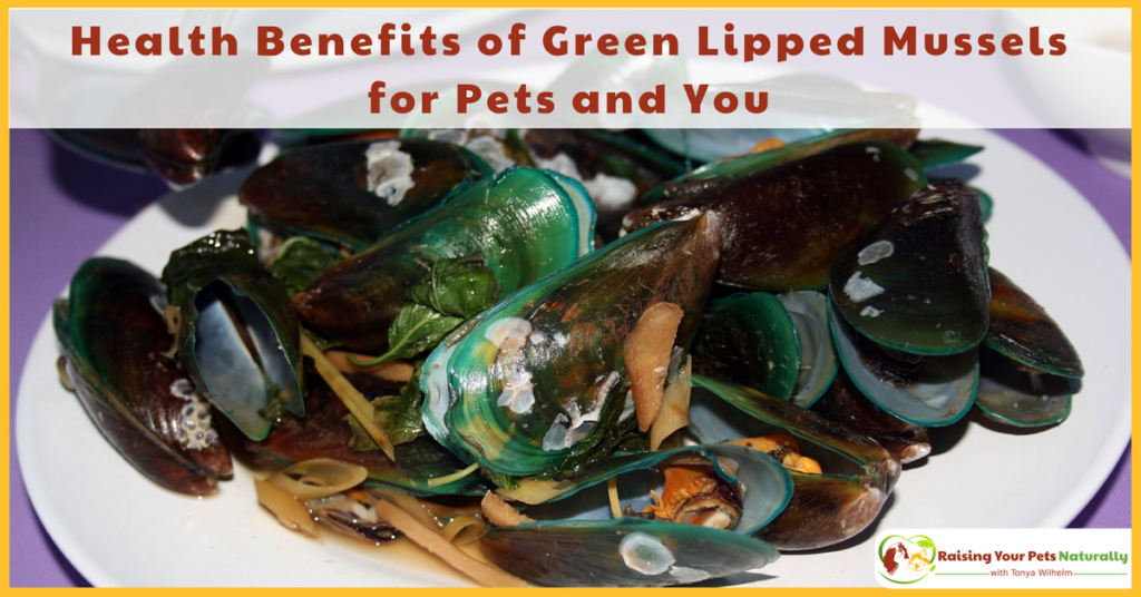 Health Benefits of Green-Lipped Mussels for Dogs and Cats. Mussels are great for joint pain and arthritis and so much more. #raisingyourpetsnaturally