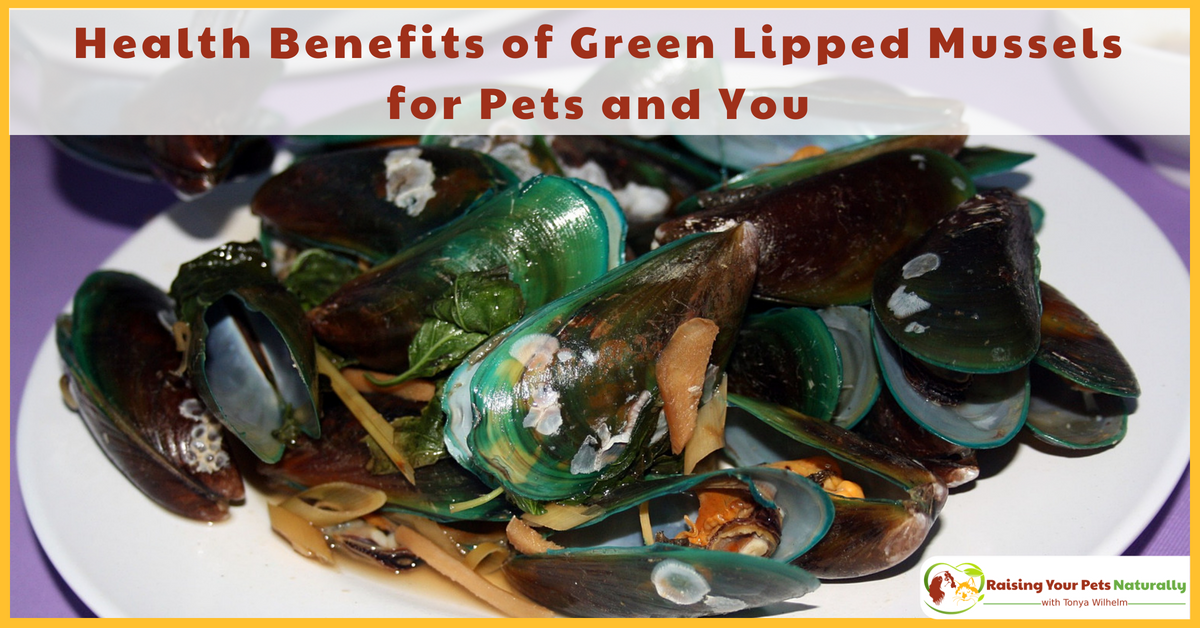 are green lipped mussels good for dogs