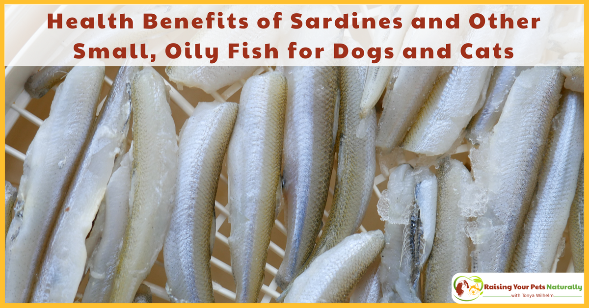 Can dogs and cats eat fish? Learn the health benefits of sardines and other small fish for pets. #raisingyourpetsnaturally