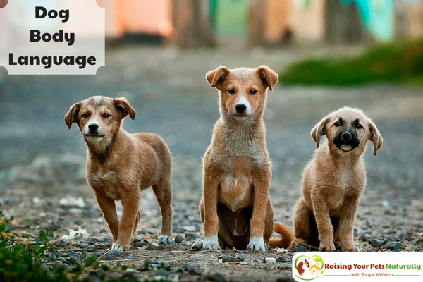 Understanding dog body language with pictures. Not sure what your dog's body language is telling you? Here are a few pictures to get you started. #raisingyourpetsnaturally