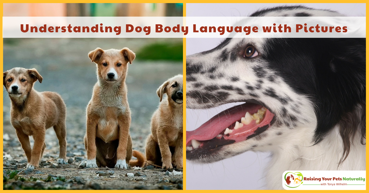 Understanding dog body language with pictures. Not sure what your dog's body language is telling you? Here are a few pictures to get you started. #raisingyourpetsnaturally