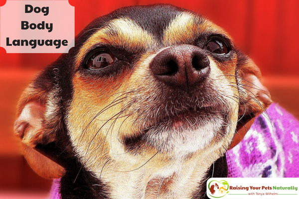 Understanding dog body language with pictures. Not sure what your dog's body language is telling you? Here are a few pictures to get you started. #raisingyourpetsnaturally