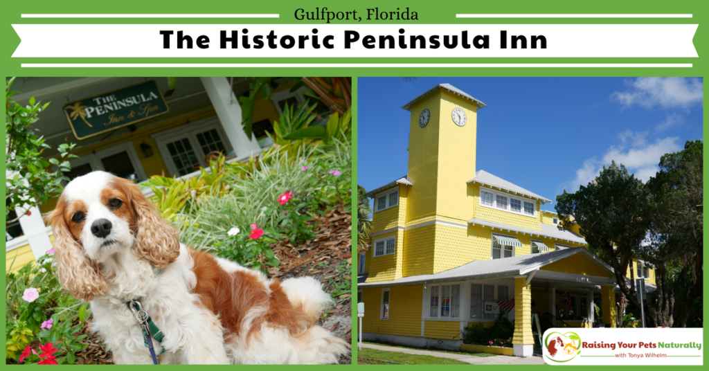 Dog-Friendly Florida Beach Vacations. The Historic Peninsula Inn, Gulfport, Florida Review. #raisingyourpetsnaturally