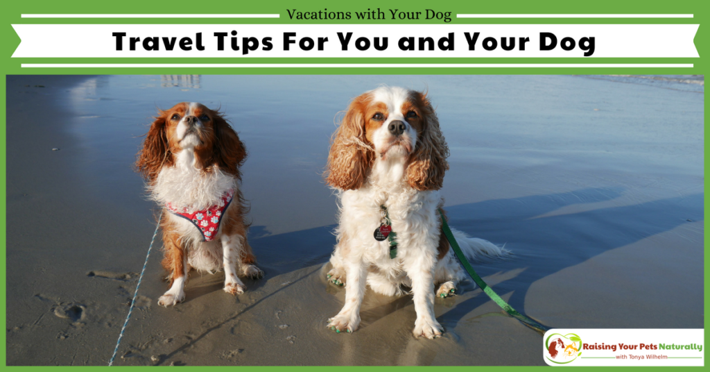 Traveling with dogs. Travel safety and tips when you take a pet friendly vacation. #raisingyourpetsnaturally #petfriendlyvacationrentals #dogfriendlyvacations #petfriendly #dogfriendly #travelbloggers