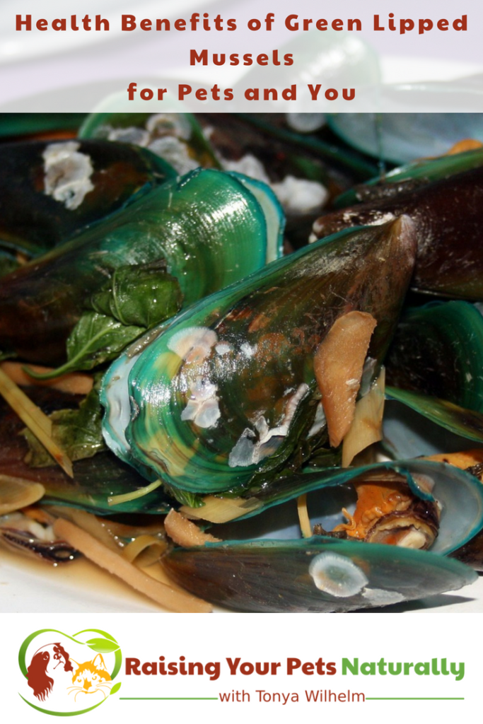 Health Benefits of Green-Lipped Mussels for Dogs and Cats. Mussels are great for joint pain and arthritis and so much more. #raisingyourpetsnaturally #greenlipped #mussels #musselsfordogs #realfoodfordogs #naturaljointcare #seniordogs #seniordogsrule