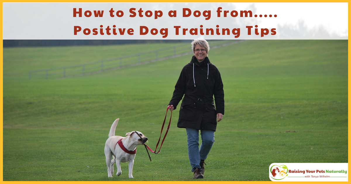 But he still doesn't—or, he still does—(fill in the blank). Learn why your dog training efforts are not successful. #raisingyourpetsnaturally