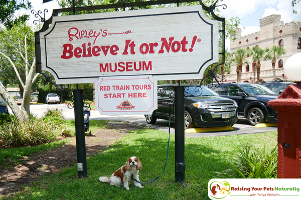 Traveling with Dogs in St. Augustine, Florida. Dog-Friendly Guide to St. Augustine, Florida with bonus travel video. #raisingyourpetsnaturally