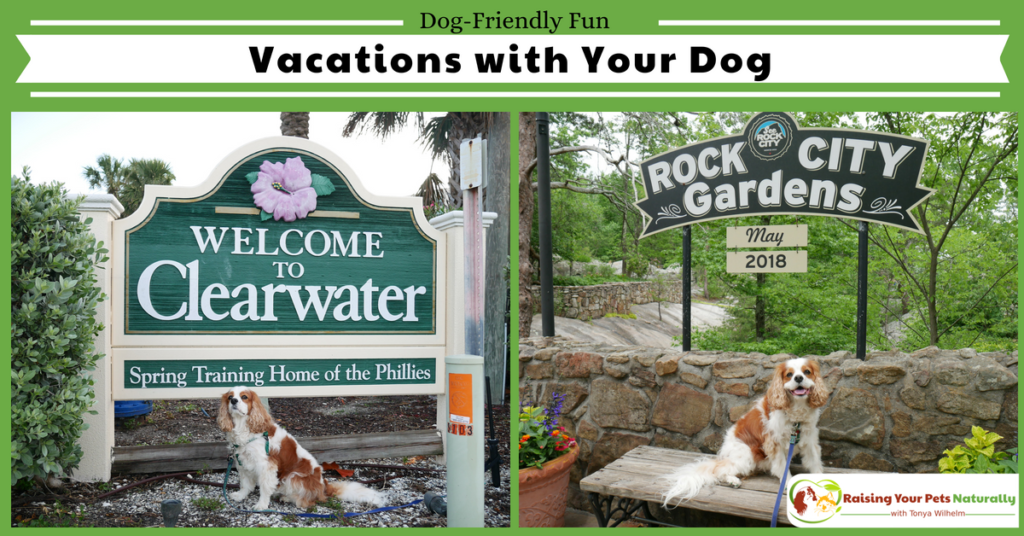 Dog-friendly vacations and traveling with dogs blog. Pet-friendly vacation rentals, travel safety tips, and so much more. #raisingyourpetsnaturally
