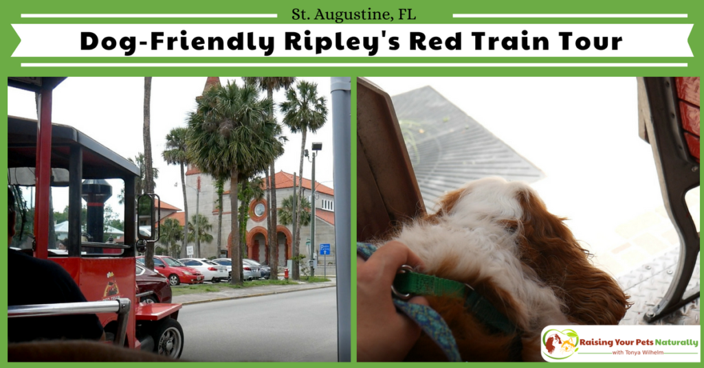 Dog-Friendly Red Train Tour Overview. One of the best parts was able to see the best parts of historic St. Augustine that I may never have known about. #raisingyourpetsnaturally