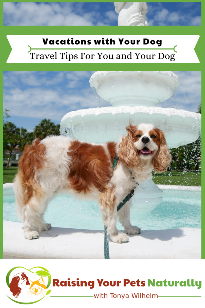 Travel Tips For You and Your Dog