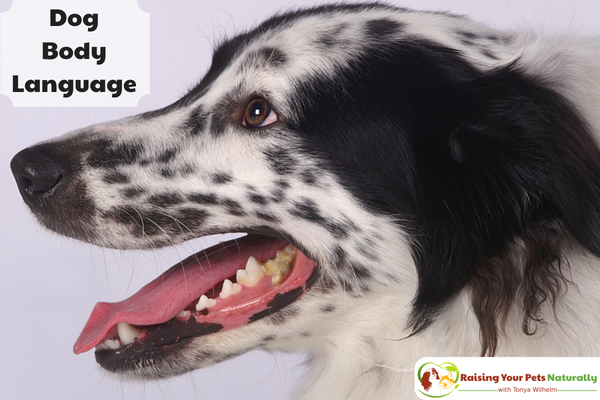 Understanding dog body language with pictures. Not sure what your dog's body language is telling you? Here are a few pictures to get you started. #raisingyourpetsnaturally