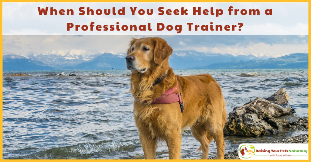 When Should Seek Help from a Professional Dog Trainer? 6 Dog Behaviors That May Need Professional Help. #raisingyourpetsnaturally #dogtraining #dogtrainingtips #dogbehavior #bestdogtrainingtips #pettraining