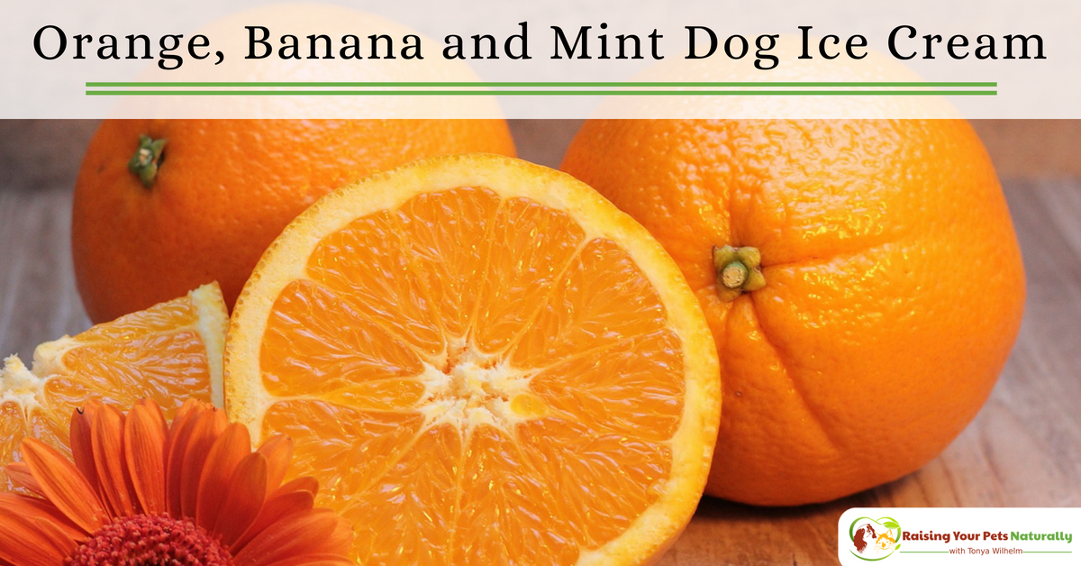 Healthy Dog Ice Cream Recipes You Can Share. Orange, banana and mind dog ice cream recipe. #raisingyourpetsnaturally