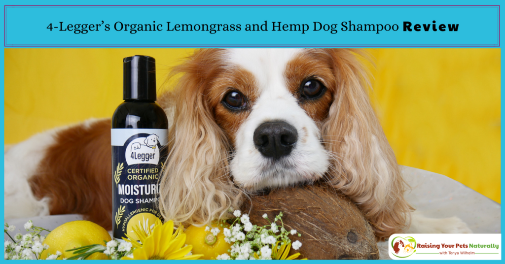 Natural Dog Shampoo Review: USDA Certified Organic Dog Shampoo with Lemongrass and Hemp by 4-Legger. Best smelling dog shampoo for dry skin and odor! #raisingyourpetsnaturally