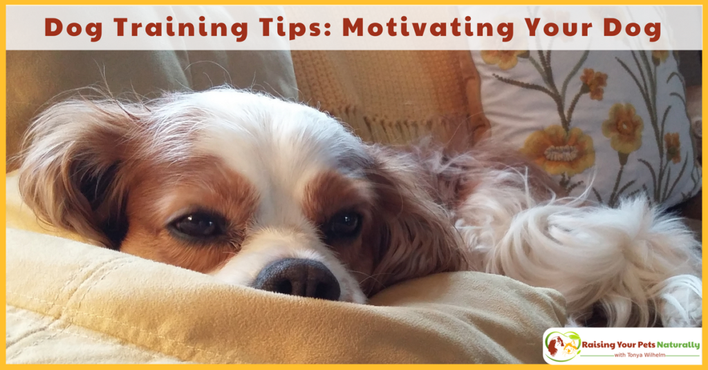 Positive Reinforcement Dog Training Tips. Learn how to motivate your dog in dog training. #raisingyourpetsnaturally