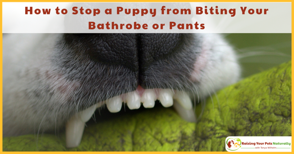 How To Stop A Puppy Biting Your Trousers Puppy And Pets