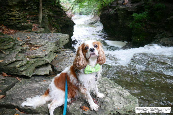 Dog-friendly vacations in the Midwest. Pet-friendly Dublin, Ohio day trip. #raisingyourpetsnaturally 