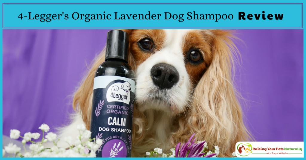 Best organic and natural dog shampoo for dry skin on dogs. 4-Legger USDA Certified Organic Lavender Dog Shampoo Review. #raisingyourpetsnaturally