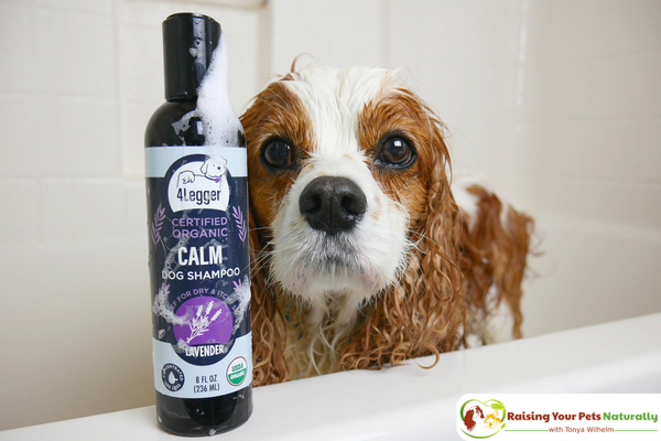 Best organic and natural dog shampoo for dry skin on dogs. 4-Legger USDA Certified Organic Lavender Dog Shampoo Review. #raisingyourpetsnaturally