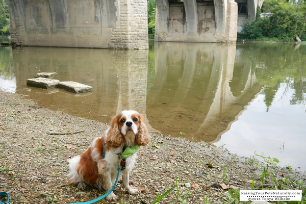 Best places to visit in Dublin, Ohio with a dog