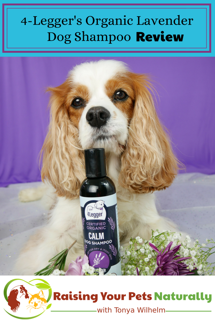 Best organic and natural dog shampoo for dry skin on dogs. 4-Legger USDA Certified Organic Lavender Dog Shampoo Review. #raisingyourpetsnaturally #dryskinondogs #dogdandruff #dogdryskinhomeremedy #organicdogshampoo #naturaldogshampoo