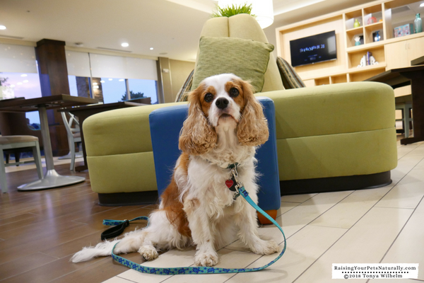 Pet-Friendly Hotels in Dublin, Ohio-Home2 Suites Dublin