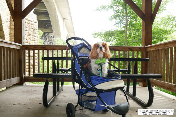 Dog-friendly parks in Dublin, Ohio