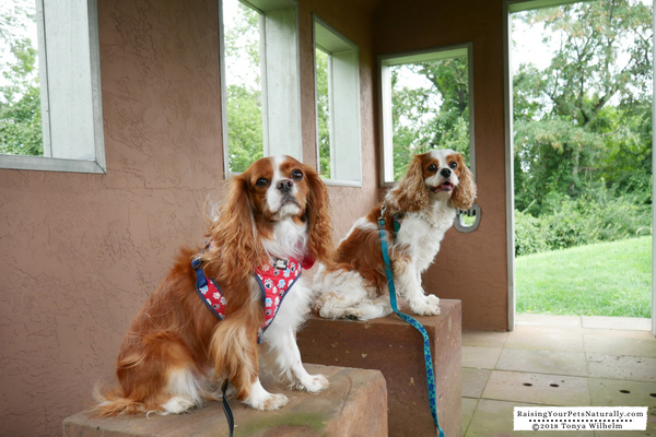 Vacation spots that are dog-friendly in the Midwest