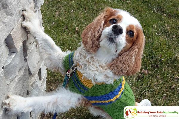 How to Stop Attention Seeking Behavior and Dog Barking. Learn why dogs bark for attention and how to train a dog to stop barking. #raisingyourpetsnaturally 