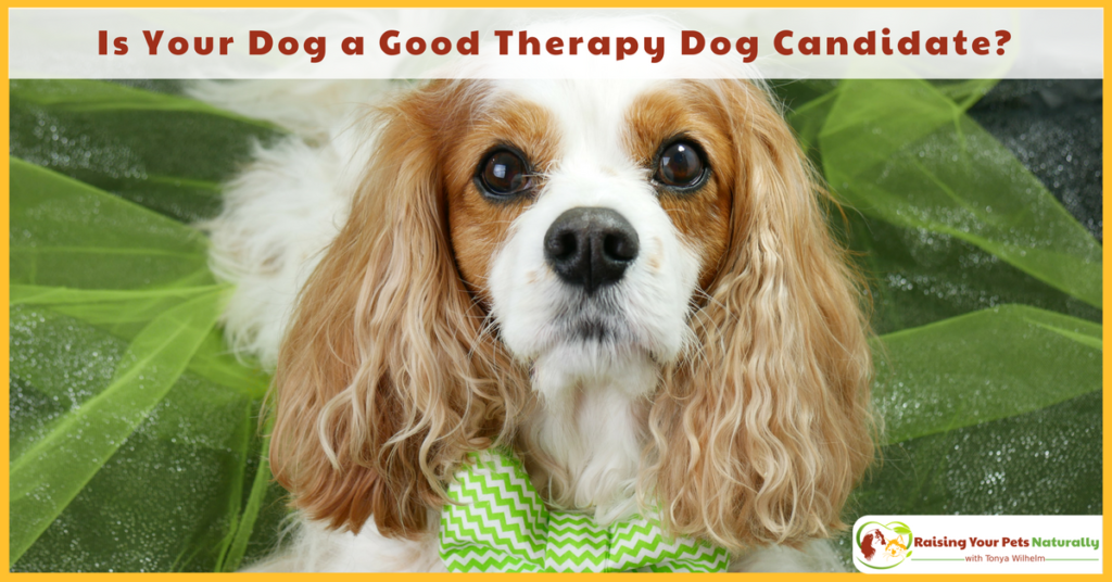 Therapy Dogs and Therapy Dog Training. Is Your Dog a Good Therapy Dog Candidate? #raisingyourpetsnaturally