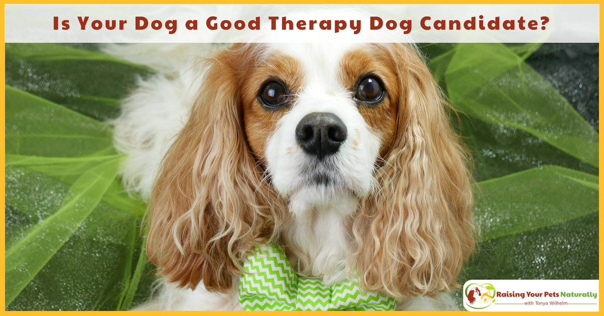 Therapy Dogs and Therapy Dog Training. Is Your Dog a Good Therapy Dog Candidate? Bonus Video. #raisingyourpetsnaturally