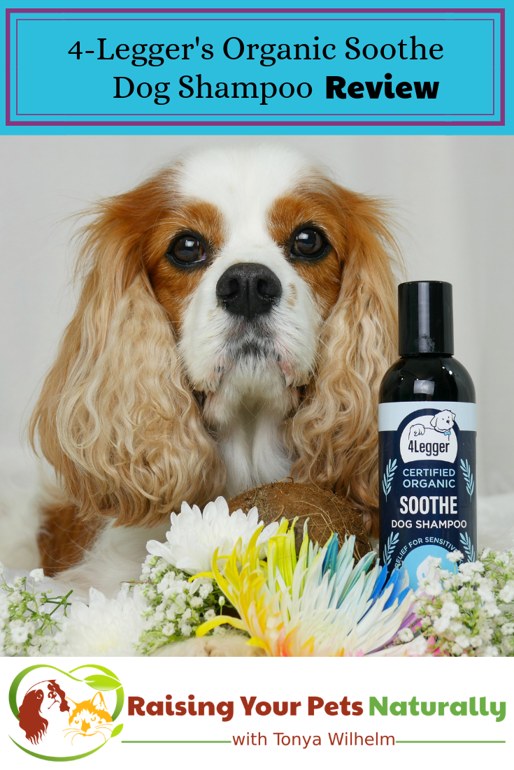 Hypoallergenic and Fragrance Free All Natural Dog Shampoo. 4-Legger USDA Certified Organic Aloe Dog Shampoo - Hypoallergenic and Fragrance Free (Unscented) Review #raisingyourpetsnaturally #dogshampoo #dogshampooreviews #4legger #bestdogshampoo #diydogshampoo #homemadedogshampoo #naturaldogshampoo #organicdogshampoo