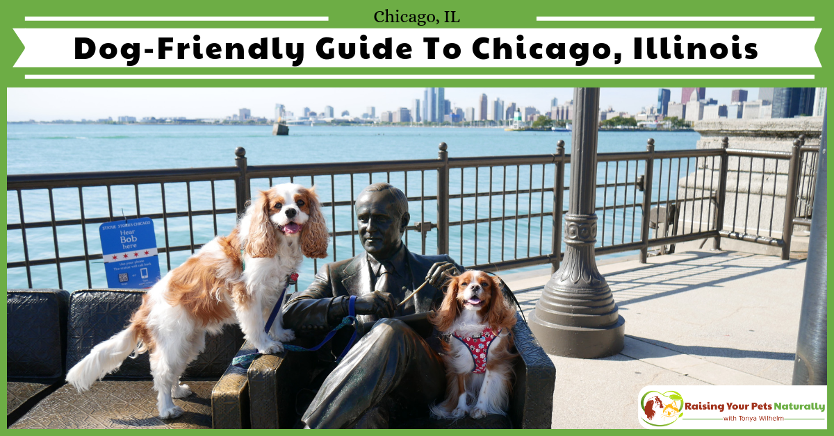 Dog-friendly Chicago, Illinois Vacations. Check out my Chicago road trip with Dexter The Dog. Dog-Friendly Activities in Chicago at your fingertips. #raisingyourpetsnaturally 