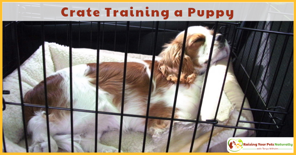 Crate training a puppy is easy with these simple steps. Learn how to crate train a puppy today. #raisingyourpetsnaturally