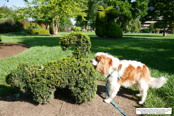 Dog-Friendly Vacations in the Midwest. Columbus, Ohio Dog-Friendly Travel Guide. #raisingyourpetsnaturally 