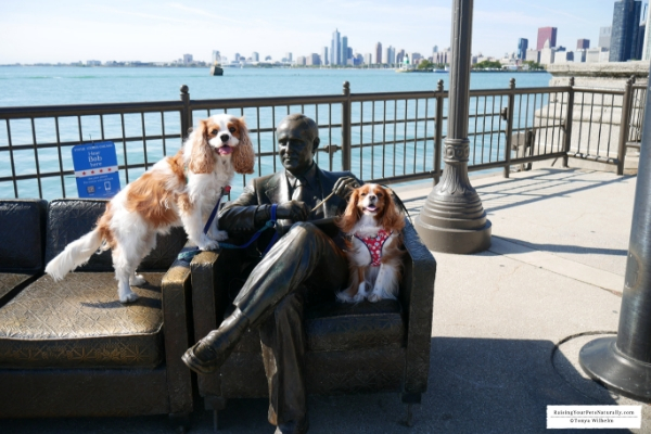 Dog-friendly Chicago, Illinois Vacations. Check out my Chicago road trip with Dexter The Dog. Dog-Friendly Activities in Chicago at your fingertips. #raisingyourpetsnaturally 