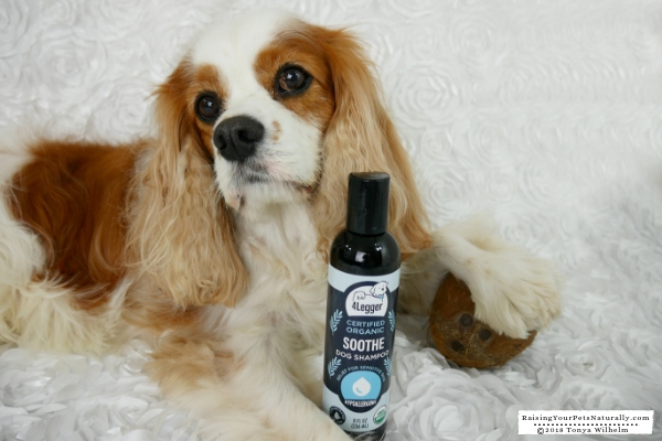 Hypoallergenic and Fragrance Free All Natural Dog Shampoo. 4-Legger USDA Certified Organic Aloe Dog Shampoo - Hypoallergenic and Fragrance Free (Unscented) Review #raisingyourpetsnaturally