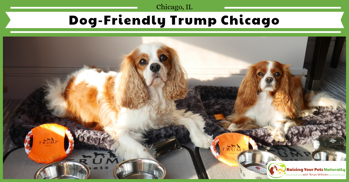 Pet-Friendly Luxury Hotels in Downtown Chicago. Read our experiences at Trump Chicago and learn about their Trump Pets Program. #raisingyourpetsnaturally