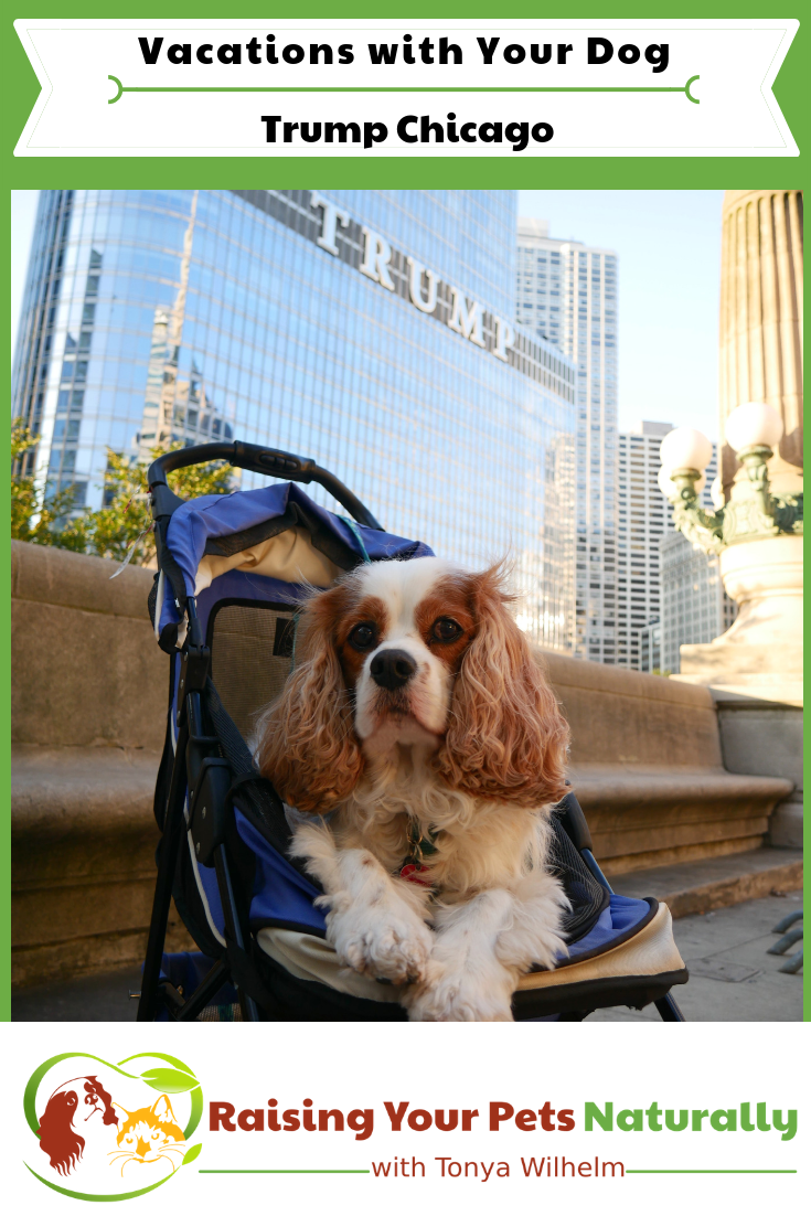 Pet-Friendly Luxury Hotels in Downtown Chicago. Read our experiences at Trump Chicago and learn about their Trump Pets Program. #raisingyourpetsnaturally #dogfriendlyvacations #roadtripwithdog #petfriendlyhotels #dogfriendlyhotels #trumptower #trumpchicago #trumpets