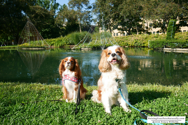 Dog-Friendly Vacations in Columbus, Ohio. Pet-Friendly ...
