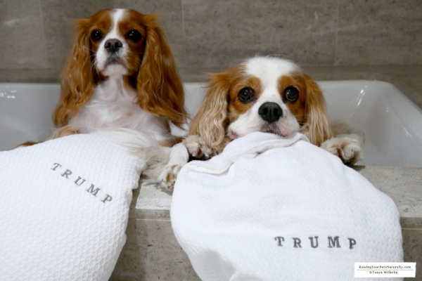 Pet-Friendly Luxury Hotels in Downtown Chicago. Read our experiences at Trump Chicago and learn about their Trump Pets Program. #raisingyourpetsnaturally 