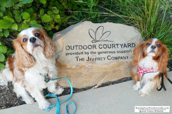 Dog-Friendly Vacations in the Midwest. Columbus, Ohio Dog-Friendly Travel Guide. #raisingyourpetsnaturally 